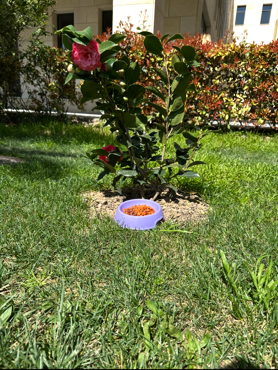 Lila Mama Kabı 0.35 Lt